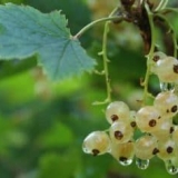 Bijela ribizla - 10 sorti: smolyaninovskaya, yuterborgskaya, potapenko, recenzije